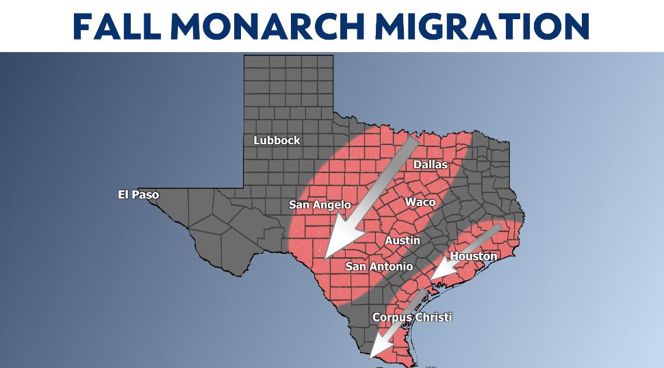 Monarch butterfly migration in Texas
